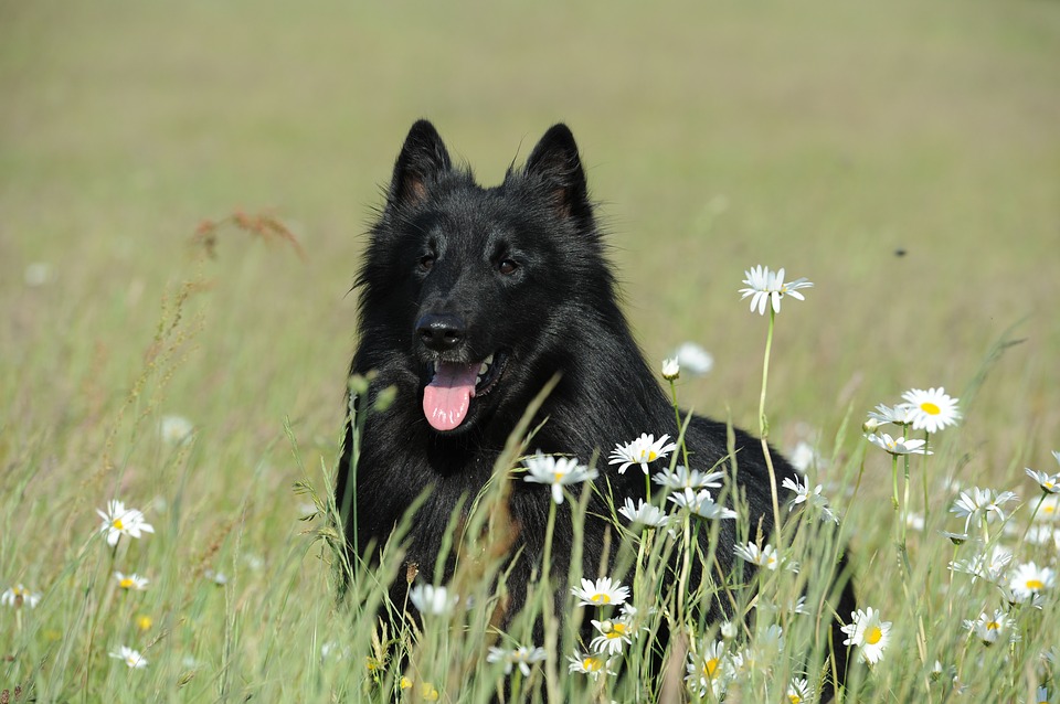 Le Berger Belge Groenendael